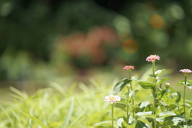 生命力までも写し出す高性能レンズ＋α7です