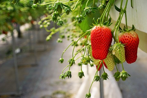 α7で撮った食べごろないちご