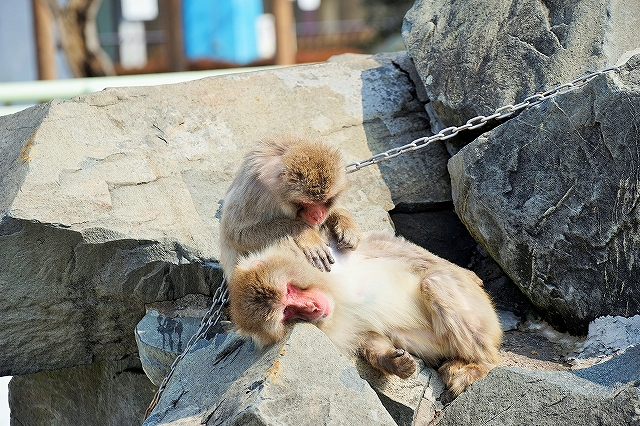 α７でおサルさんを撮影