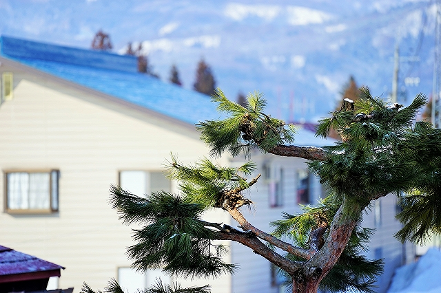 α７で庭先の景色を撮影