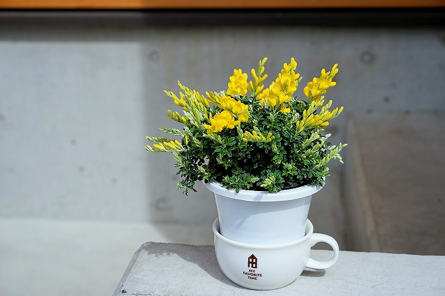 α７で鉢植えを撮影