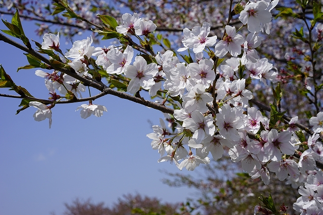 α７で桜を撮影