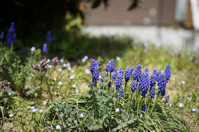 α７で野花を撮りました