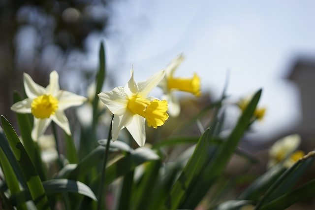 α７でスイセンを撮りました