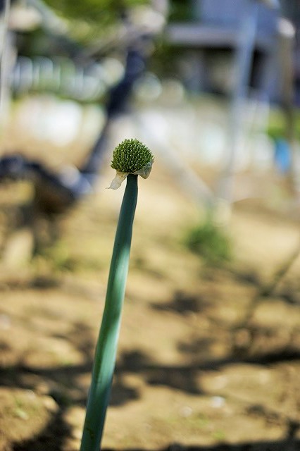 α７でネギを撮影