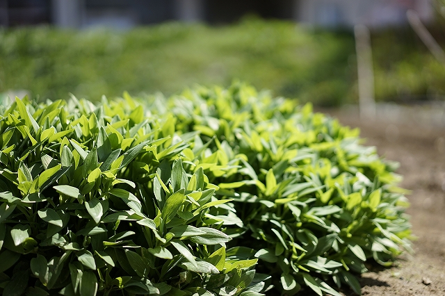 α７で葉っぱを撮影