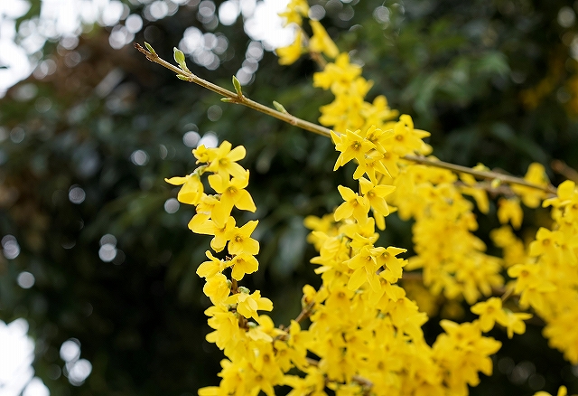 α７で庭の木を撮影