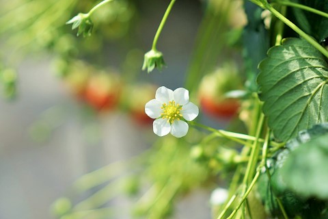 α7で撮ったイチゴの白い花